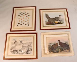 Four Ornithological Prints