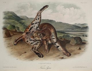 John Woodhouse Audubon - Texan Lynx