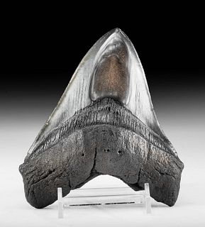Massive & Wide Fossilized Megalodon Tooth