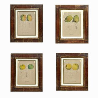 Four Fruits Prints Gilt Frame