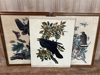 Three Bird Prints After Audubon