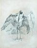 Charles Henry Clifford Baldwyn (British, 1859-1943) Studies of a Greater Adjutant Stork mantling pen