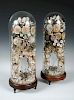 A pair of Victorian shell displays beneath glass domes, each worked with floral sprays in coloured s