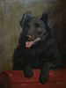 Portrait Of A Black Border Collie Dog Oil Painting