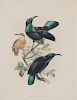 J. Wolf and J. Smit del. et lith. M.&N. Hanhart imp. Two 19th c. Ornithology Lithographs