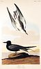 John James Audubon (After) - Black Tern