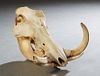 Large African Warthog Skull, 20th c., with three whole tusks, H.- 10 in., W.- 12 in., D.- 14 in.