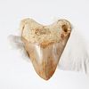 Large Megalodon Tooth - Robust Root