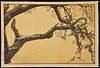 Toshi Yoshida Woodblock Print "Plum Tree with Magpie"