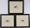 Three 19th C. Ornithological Watercolors