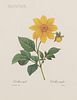 Three Offset Reproductions of Redouté Botanical Prints