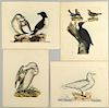 4 Selby Bird Prints