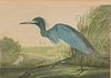 4269308: After J.J. Audubon, Blue Crane or Heron, Bien Edition, 1860 E1REO