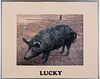 4058228: Photograph of Lucky the Pig E8RDN