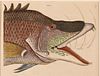5394030: Mark Catesby (British, 1683-1749), The Great Hog
 Fish, Hand-Colored Etching EE7RDO