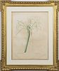 Pierre-Joseph Redoute Botanical Hand-Colored Engraving