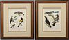 After Alexander Rider, Hand-Colored Bird Engravings