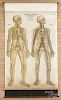 American Frohse Anatomical Chart, copyright 1918, plate 3 - chart 3a and 3b, A. J. Nystrom & Co.