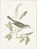 5085257: Mark Catesby (British, 1683-1749) Cat Bird w/ Sweet
 Pepperbush, Hand Colored Engraving, 18th C EL2QO