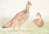 5085322: Alexander Pope Jr. (American, 1849-1924), Game Birds, Lithograph EL2QO
