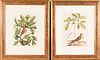 5157957: Mark Catesby (British, 1683-1749), Two Works of
 Birds, Hand-Colored Engravings EL3QO