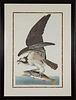 5157871: After John James Audubon (NY/France, 1785-1851),
 Fish Hawk or Osprey, Lithograph EL3QO