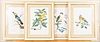 5241299: Four Prints of Parrots, Hand-Colored Engravings EL4QO
