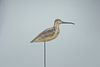 The Purnell-O'Brien Shourds "Green Rig" Curlew Decoy, Harry V. Shourds (1861-1920)