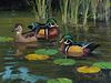 Ken Carlson (b. 1937), Wrapped in Color (Wood Ducks)