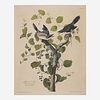 [Prints] Audubon, John James Loggerhead Shrike