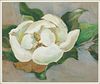 Lila M. Cabaniss, Magnolia, Watercolor 