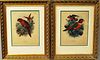 Two Framed, Colored Engravings of Parrots.