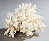 White Coral Specimen, on a carved mahogany stand, Coral- H.- 6 in., W.- 8 1/2 in., D.- 8 in. Provenance: Property from a distinguished French Quarter 