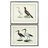 Savigny, Group of Two Prints from Histoire Naturelle Zoologie Oiseaux