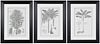 Three Framed Botanical Engravings, Palms