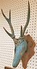 FOLK ART WOODEN DEER HEAD. MOUNTED WITH REAL ANTLERS. 21" H X 10 1/2" W