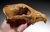 Rare Fossilized European Canis Lupus Wolf Skull