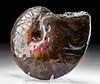 Fossilized Ammolite Ammonite w/ Mosasaur Bitemark