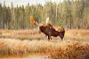 Carl Clemens Moritz Rungius (1869-1959) Bull Moose