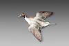 Flying Pintail Drake by William Gibian (b. 1946)