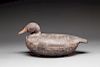 Black Duck by Cassius Smith (1847-1907)
