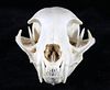 Montana Taken Trophy Bobcat Skull