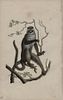 Charming Rare Antique 18th Cent. Monkey Engraving Print, Hand Colored 