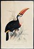 Gould & Lear - Red-billed Toucan (Ramphastos Erythrorhynchus)