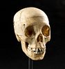 Genuine Medical Study Human Skull