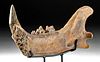 Rare Fossilized North American Lion Jawbone w/ Canine