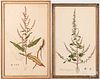Two botanical engravings