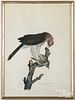 Carroll Tyson ornithological lithograph