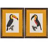 Two Color Engravings Depicting Toucans, 20th Century