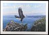 William Bailey Eagle With Eaglet Limited Ed Print